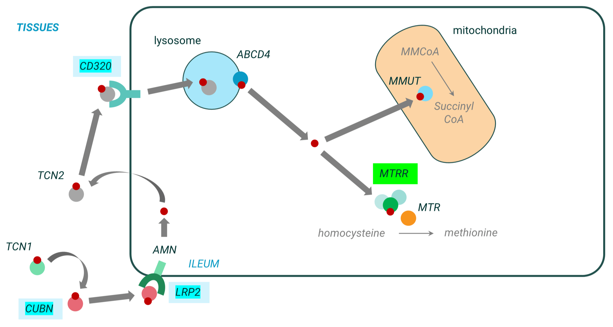 ALS actively protective biology-1-1