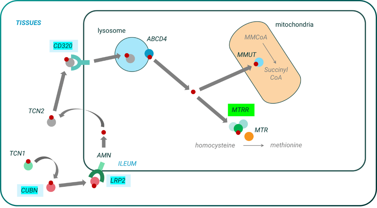 Identification of a replicated actively protective gene (MTRR) involved in uptake and function of cobalamin/vitamin B12 in ALS